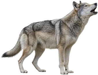 a wolf standing next to a white background.jpg